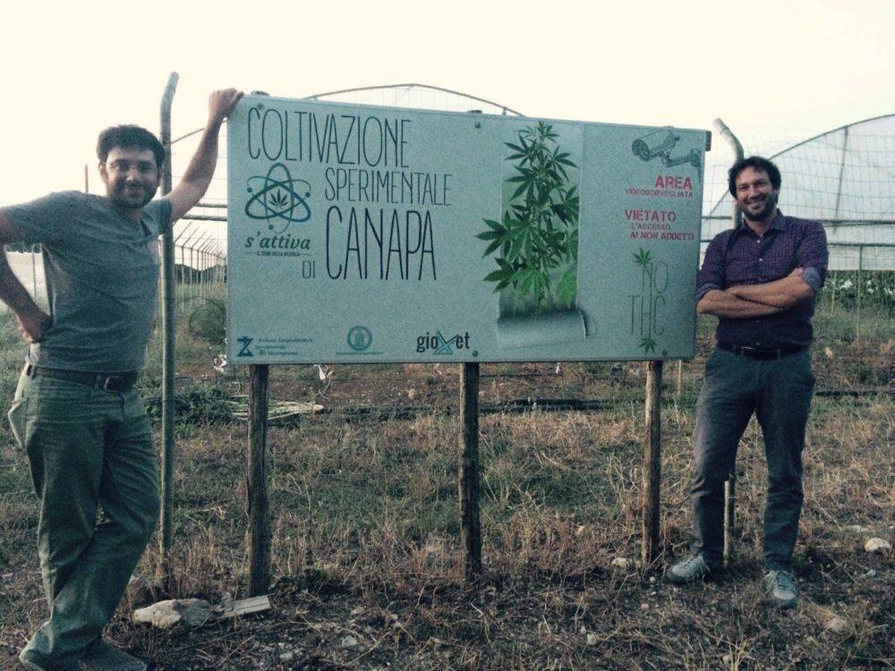 michele cammarano angelo tofalo canapa no thc